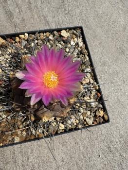 Thelocactus buekii